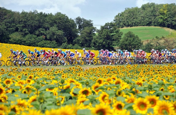 sunflower_peloton