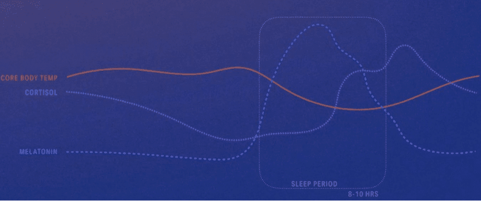 sleep architecture