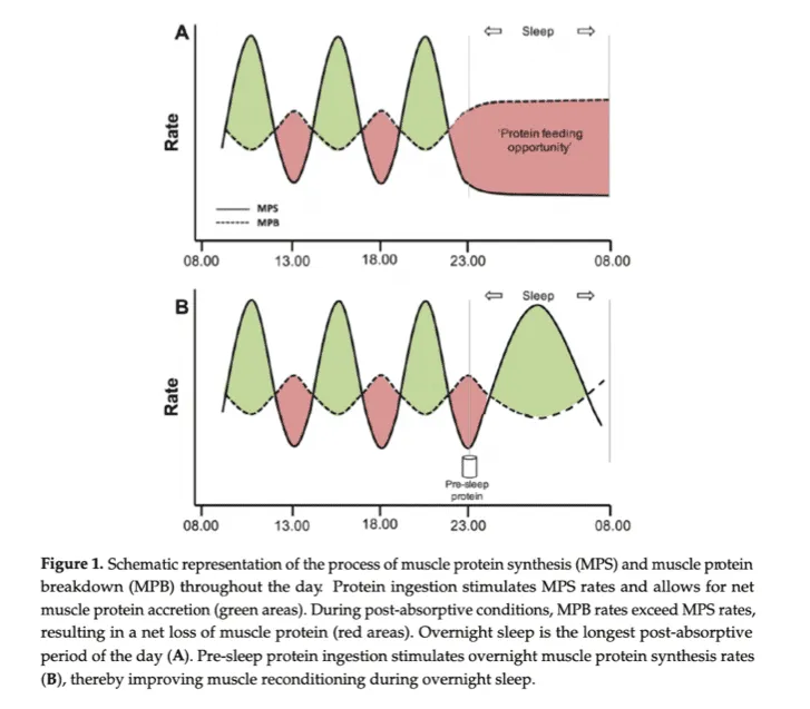 Eating at Night: Nutrition Strategies to Improve Your Sleep, Recovery, and Performance 2 nighttimeproteinintake