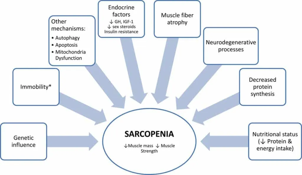 Substantial Fitness Gains You Can Make After 50 (and 60!) 2 sarcopenia