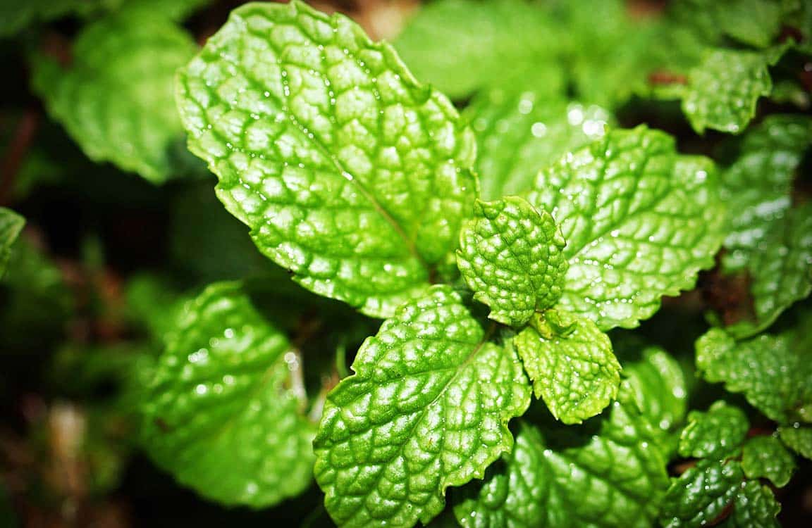 Update on Topical Use and Ingestion of Menthol as Ergogenic Aid 1 menthol sports drink