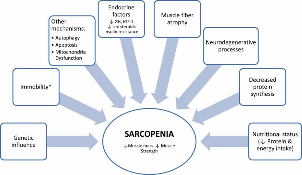 Substantial Fitness Gains You Can Make After 50 (and 60!) 2 sarcopenia