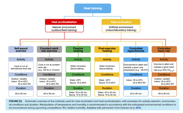 heat acclimation