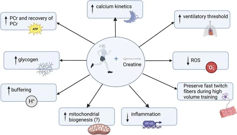 Creatine for Aging Cyclists: How it works and how to take it 2 creatine supplementation