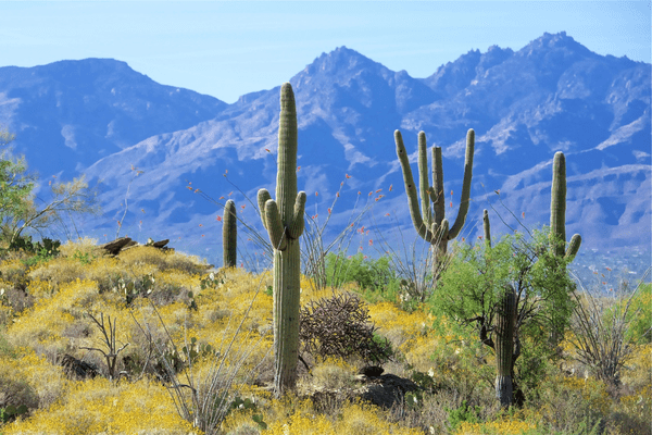 Spring Training Camp Tucson 7 Image