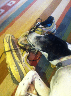 koop dog shoes