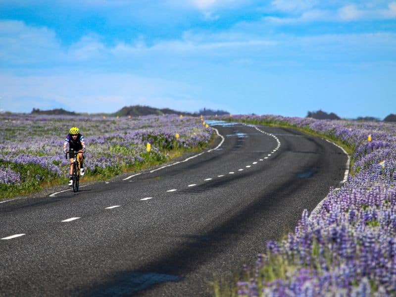 Iceland cyclist riding road lined with flowers