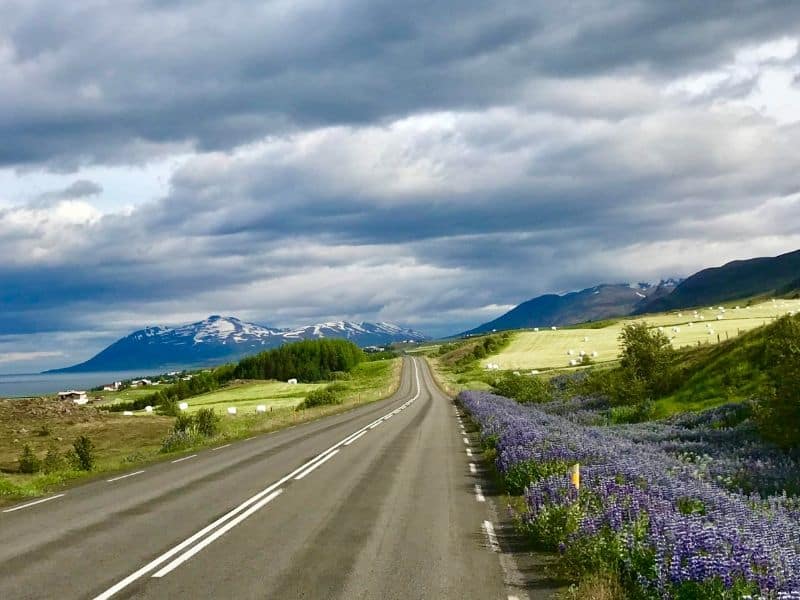 Iceland road flowers