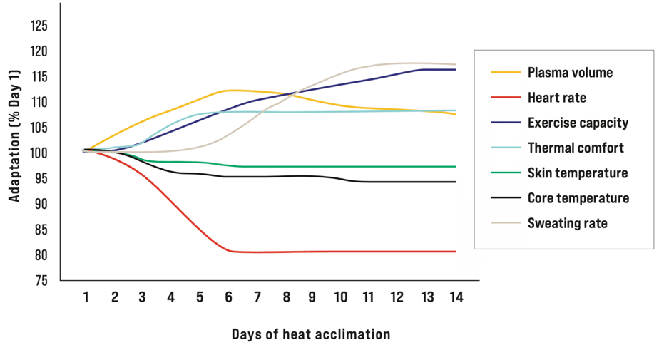 heat acclimation effects